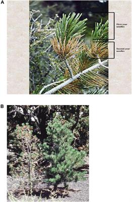 Genetic-Based Susceptibility of a Foundation Tree to Herbivory Interacts With Climate to Influence Arthropod Community Composition, Diversity, and Resilience